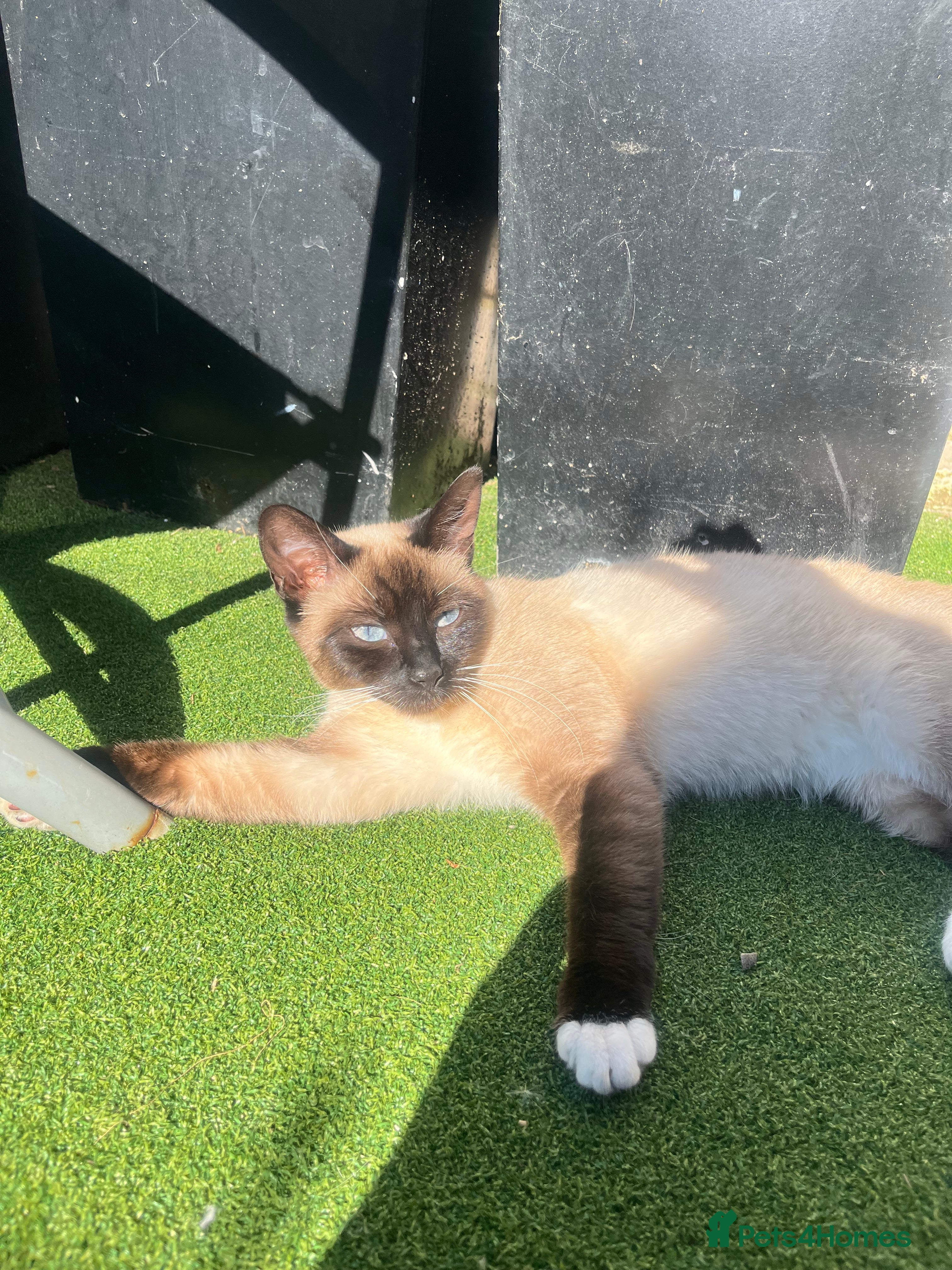 Siamese cats Siamese Pedigree Feline 1years old - Advert 7