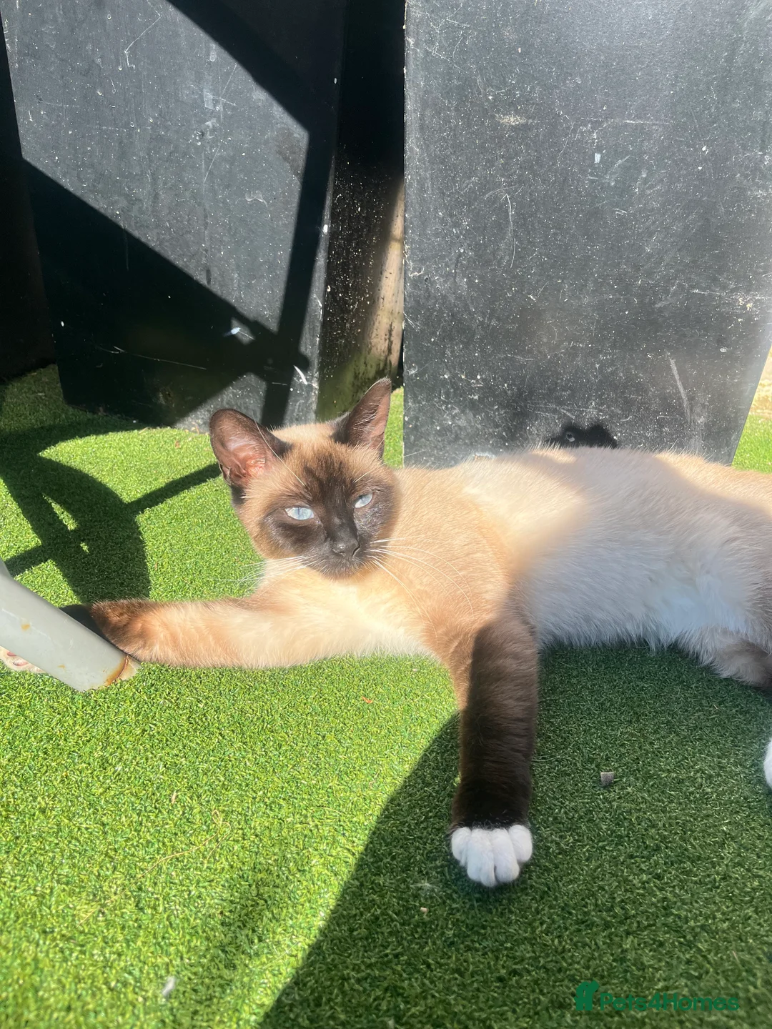 Siamese cats for sale: Siamese Pedigree Feline 1years old - Advert 1