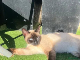 Siamese cats Siamese Pedigree Feline 1years old - Advert 7