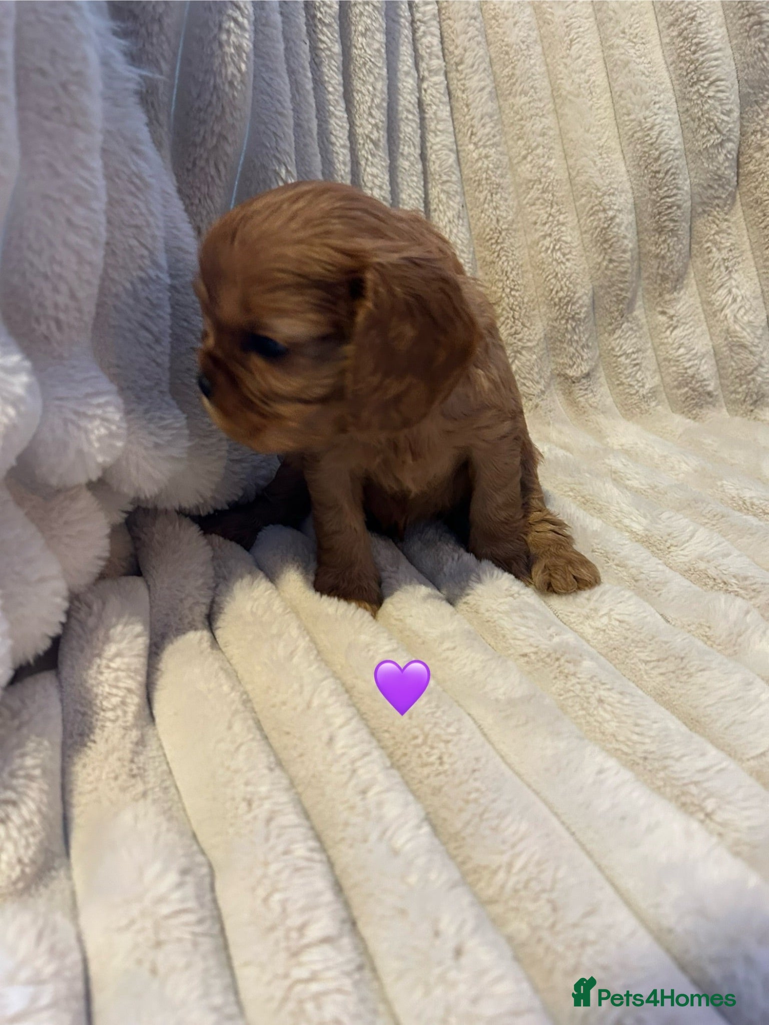 Cavalier King Charles Spaniel dogs KC Cavalier King Charles puppies  - Advert 2
