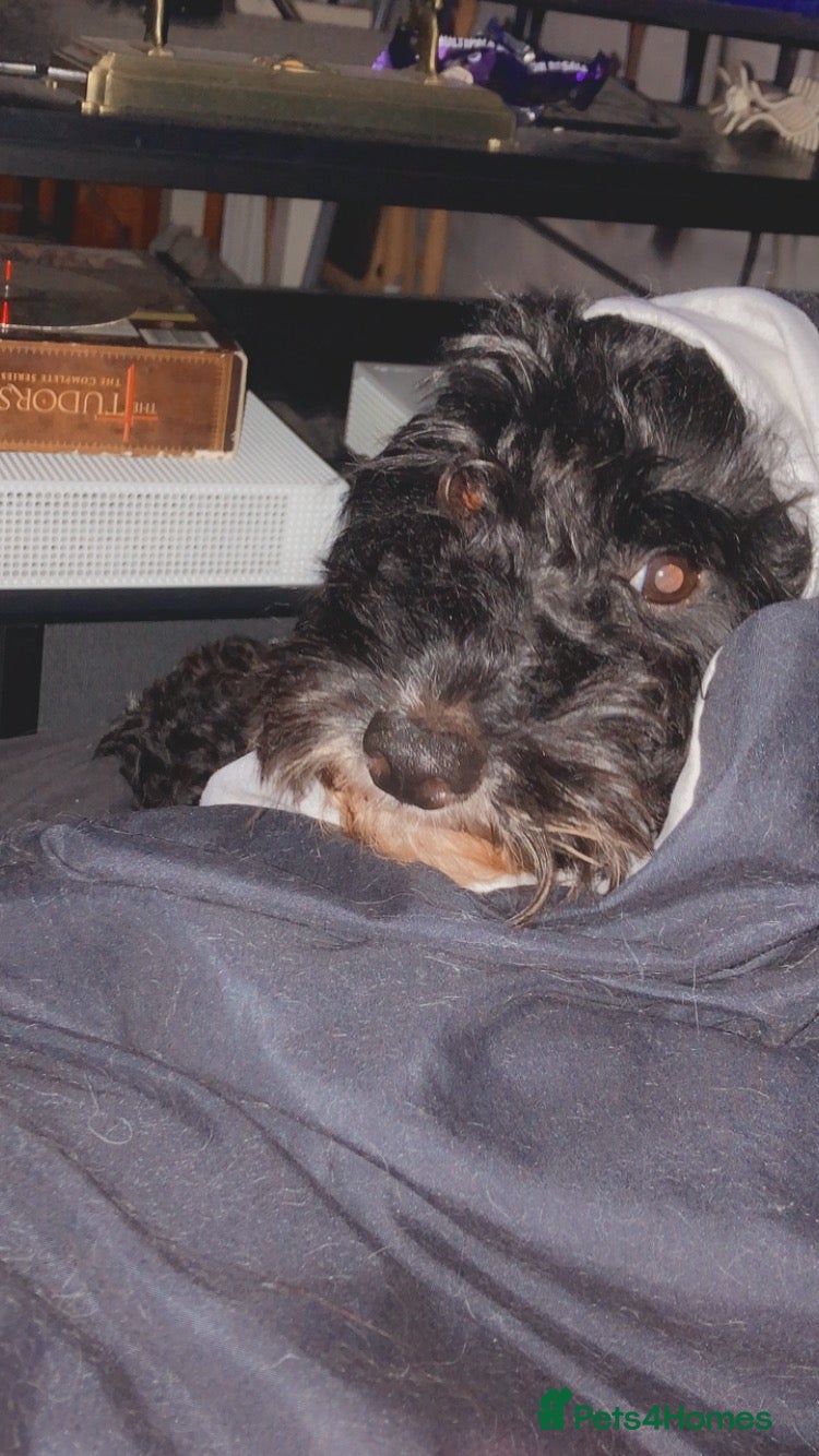 Mixed Breed dogs for sale: Alex 8 year old Cockapoo  - Advert 4