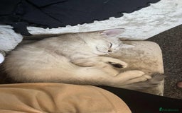 Mixed Breed cats for sale: British short-hair / Siberian cross - Image 3