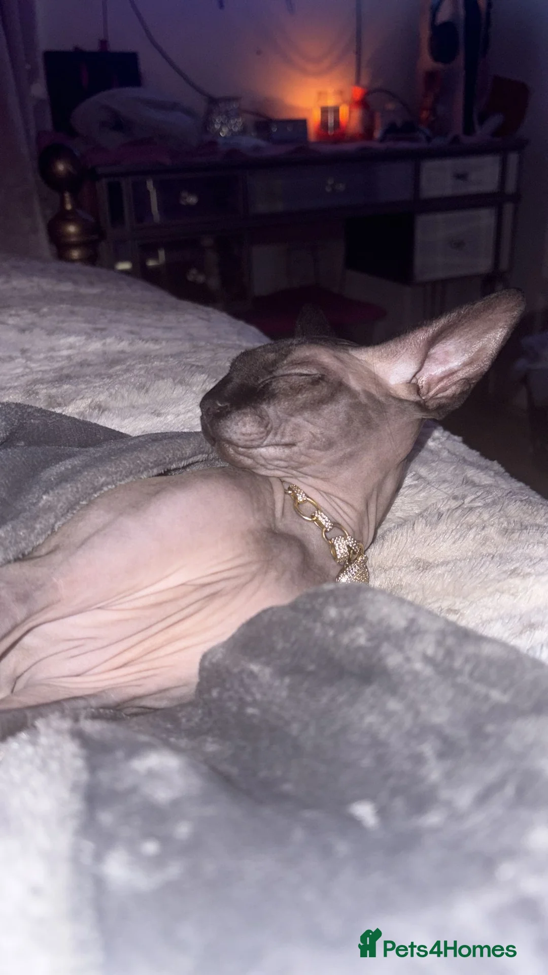 Sphynx cats for sale: Minnie moo - Advert 2
