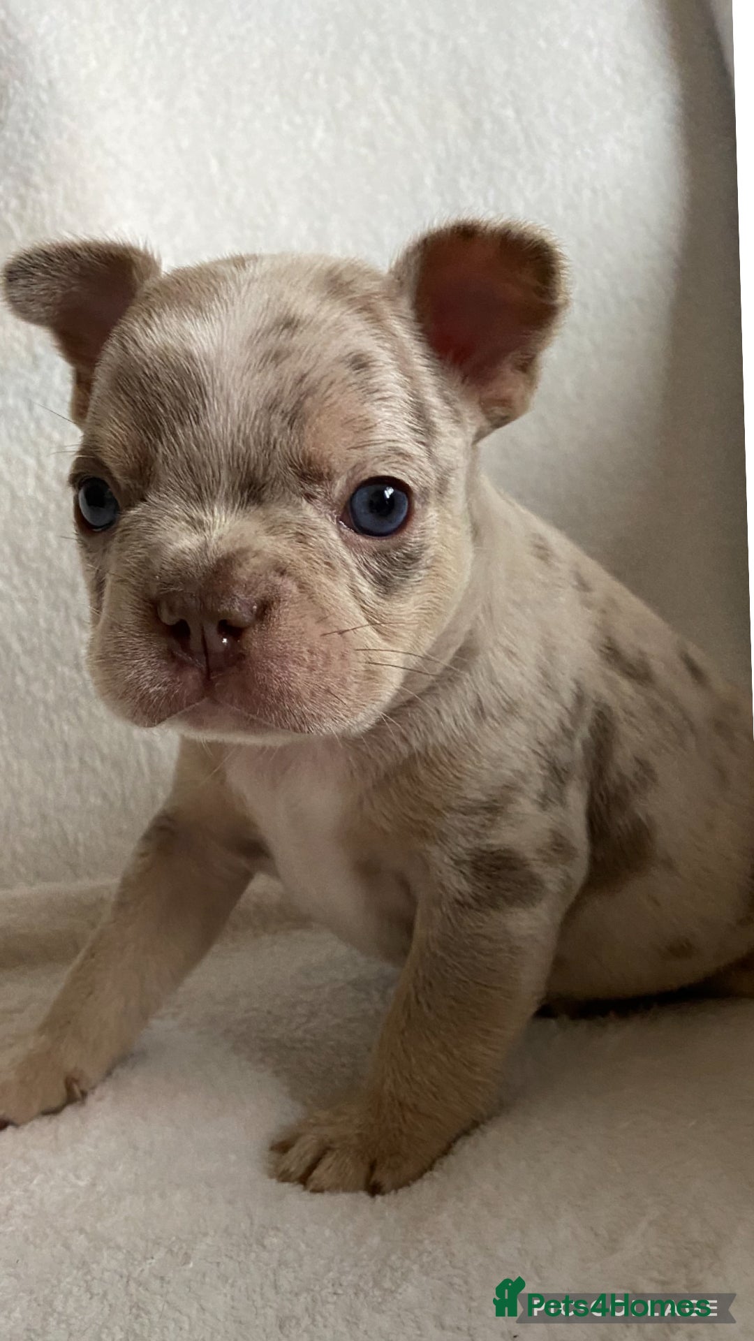 French Bulldog dogs for sale: Beautiful French bulldogs  - Advert 4