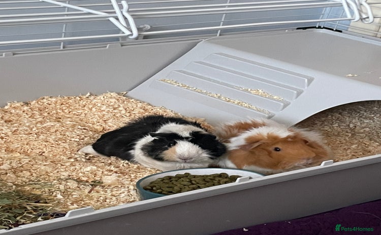 Guinea Pig rodents - Advert 2
