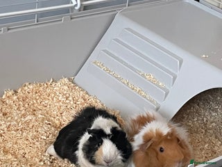 Guinea Pig rodents - Advert 26