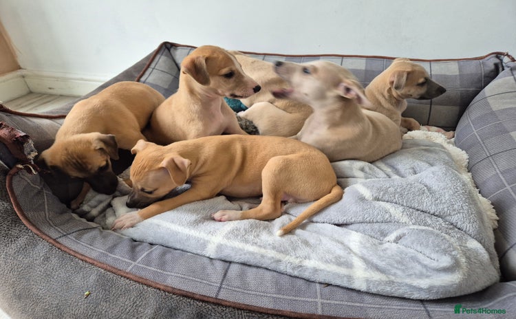 Whippet dogs - Advert 1