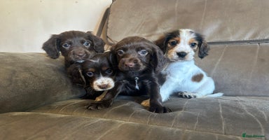 Cocker Spaniel dogs - Advert 4