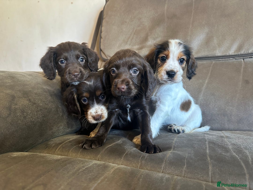 Cocker Spaniel dogs for sale: Kc registered cocker spaniels - Image 2