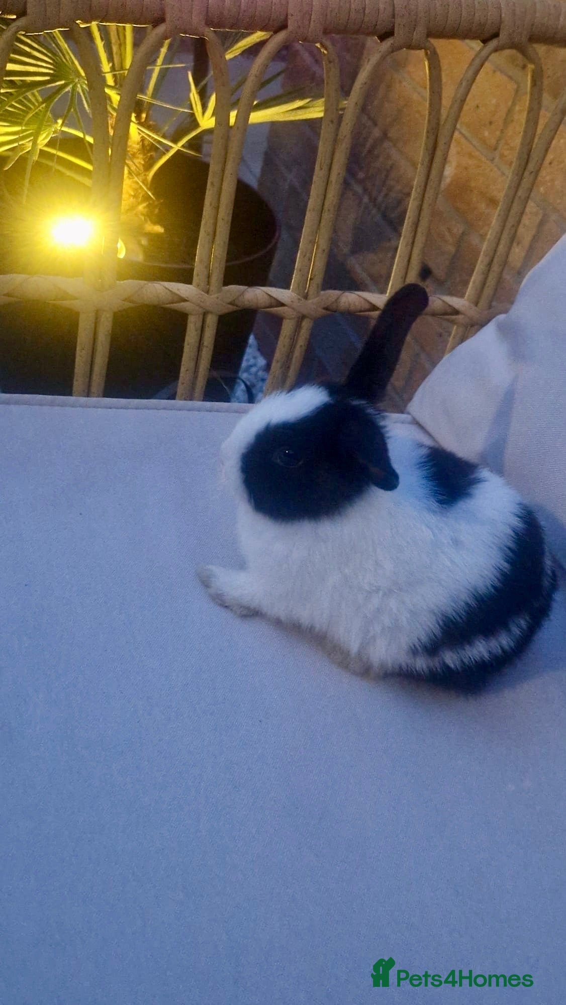 Mixed Breed rabbits 🐰 Gorgeous Mini mixed breed kits 🖤🤍 - Advert 2