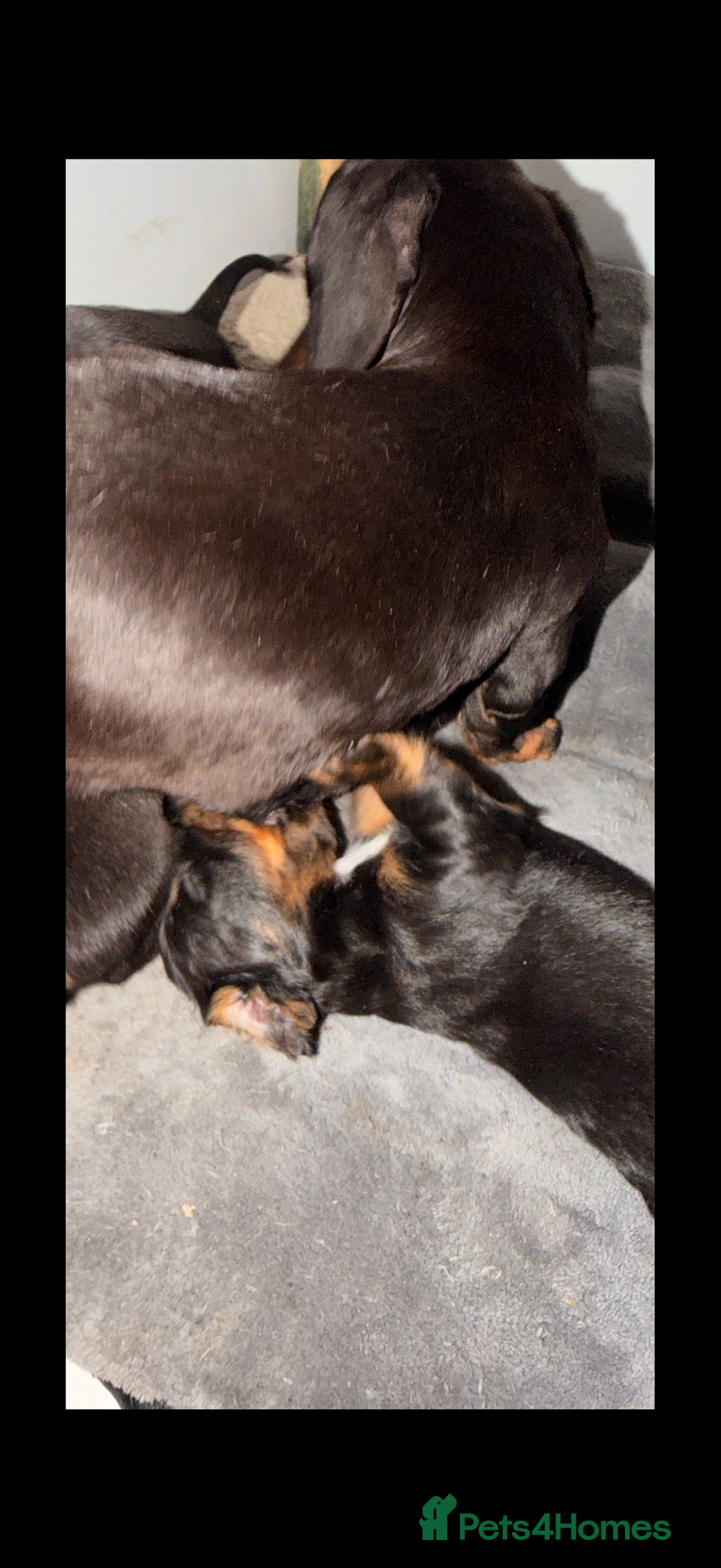Mixed Breed dogs for sale: Docker puppies for sale  - Advert 11