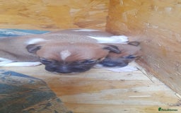 Plummer Terrier dogs for sale: Plummer terrier puppies  - Image 2