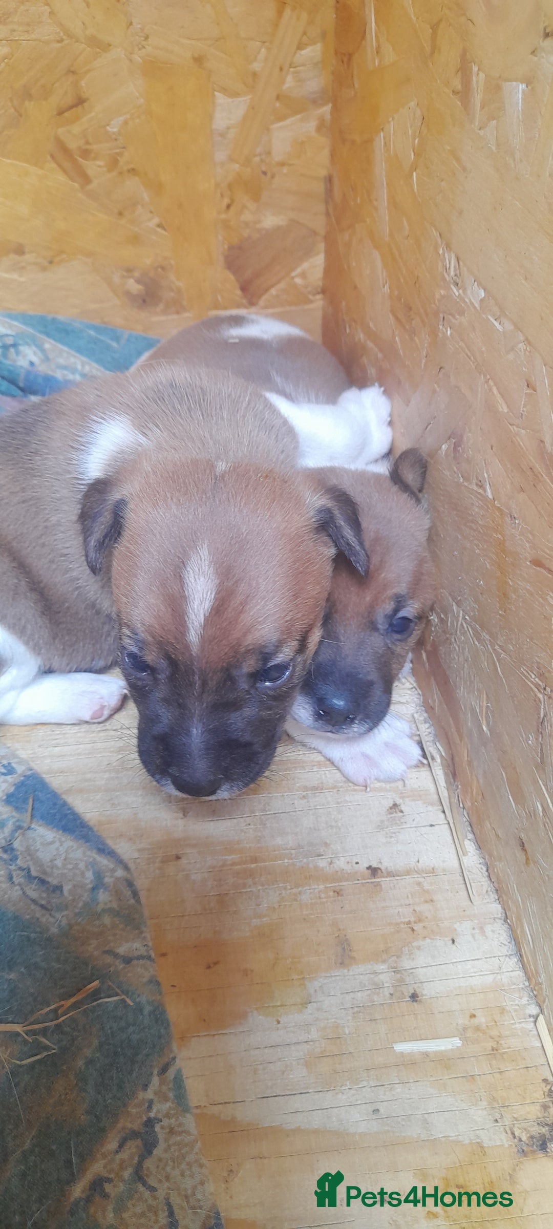 Plummer Terrier dogs for sale: Plummer terrier puppies  - Image 2