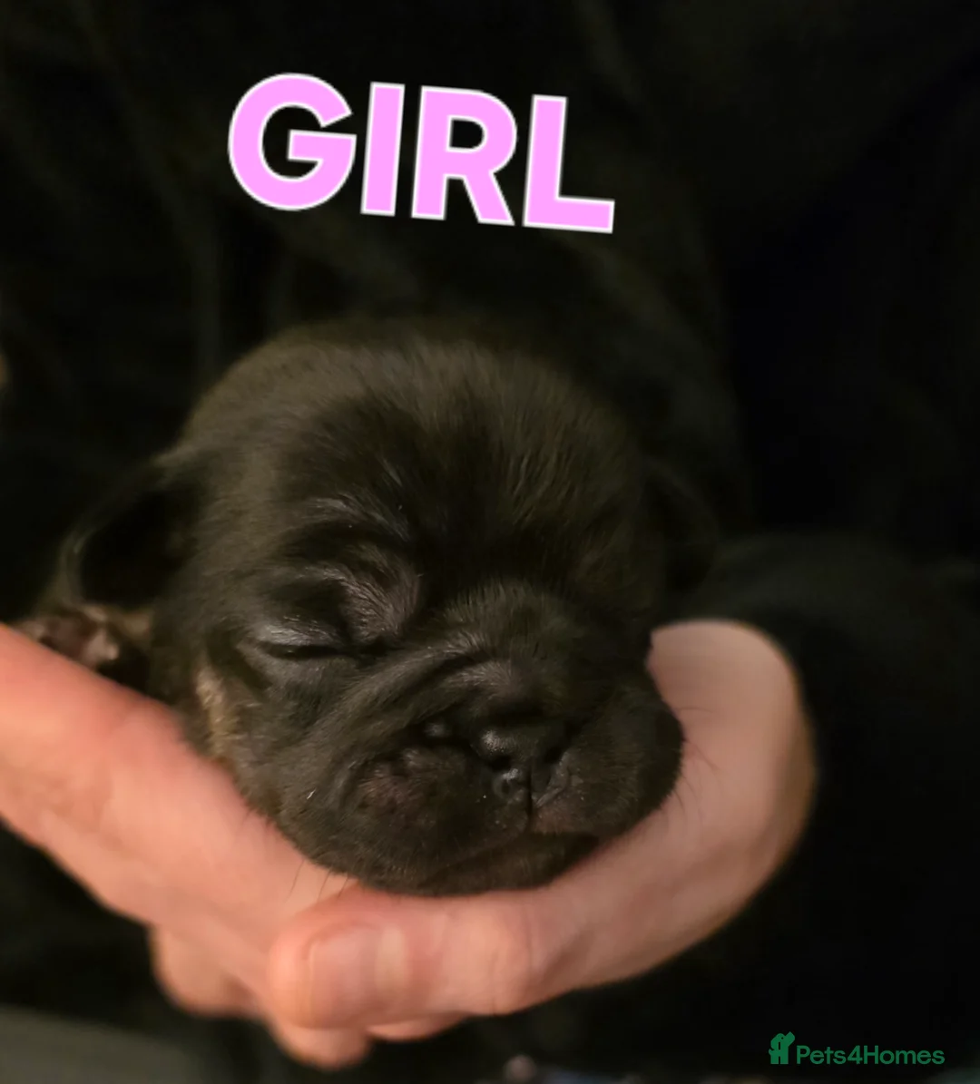 French Bulldog dogs for sale: Stunning French bulldog pupies  - Advert 7