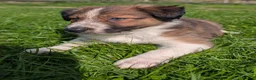 Mixed Breed dogs for sale: Collie/Lurcher puppies for sale - Advert 15