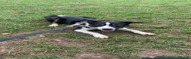 Border Collie 1