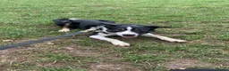 Border Collie dogs for sale: Rex in need of a new family  - Advert 2