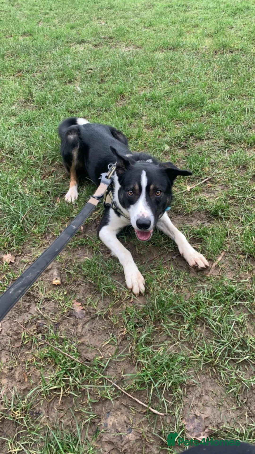 Border Collie dogs for sale: Rex in need of a new family  - Advert 2