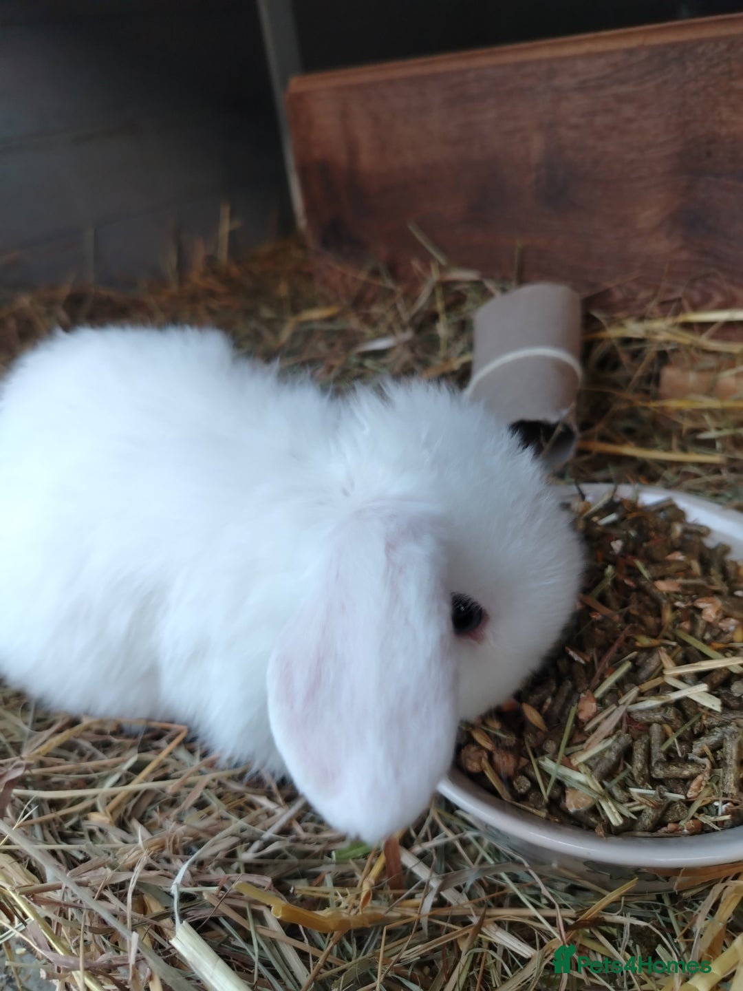 Mini Lop rabbits for sale: Blue eyed white mini lops - Advert 3