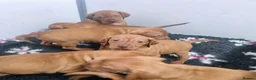 Hungarian Vizsla dogs for sale: Beautiful KC Registered Hungarian Vizsla Puppies  - Advert 28