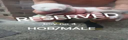 Ferret rodents for sale: Baby Ferret kits look at description!  - Advert 9