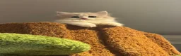 Munchkin cats for sale: Show-Quality Minuet Kittens – Rare in the UK - Advert 13