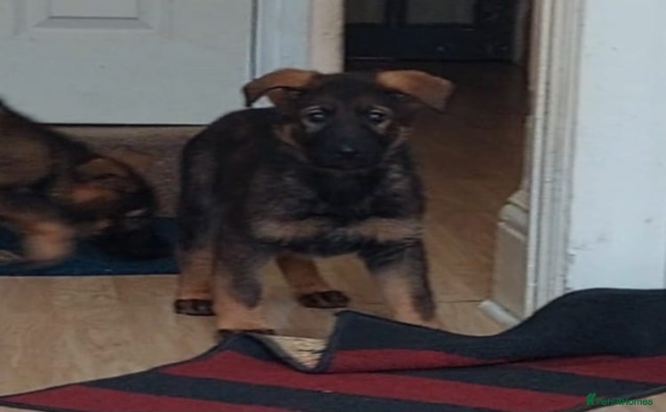German Shepherd dogs - Advert 3
