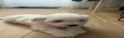 Bichon Frise dogs for sale: Bichon frise  in Ipswich - Advert 6