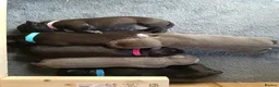 Staffordshire Bull Terrier dogs for sale: New staffy litter in Doncaster - Advert 2