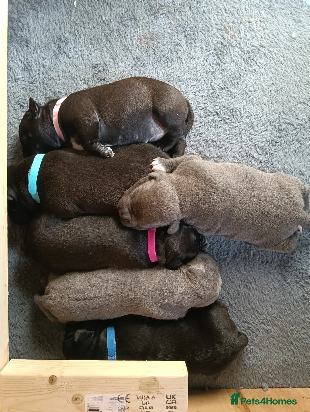Staffordshire Bull Terrier dogs for sale: New staffy litter in Doncaster - Advert 2