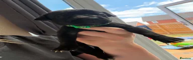 Green collar