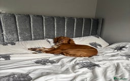 Cocker Spaniel dogs for sale: cocker spaniel  - Image 7