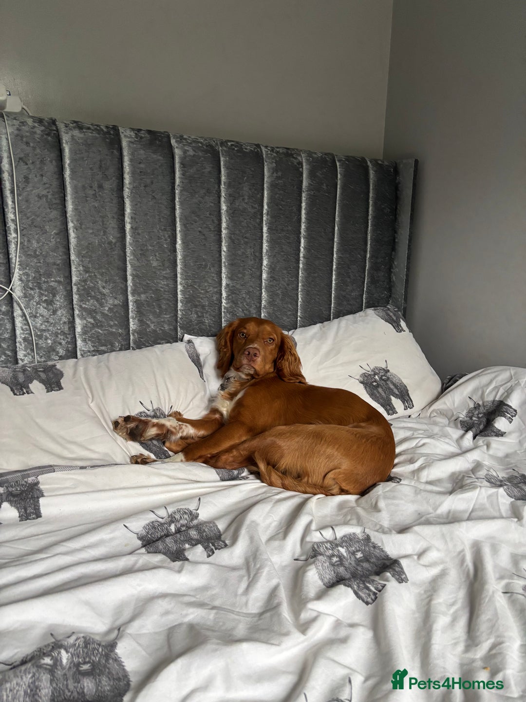 Cocker Spaniel dogs for sale: cocker spaniel  - Image 7