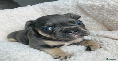 French Bulldog dogs - Advert 4