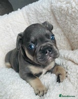 French Bulldog dogs - Advert 4