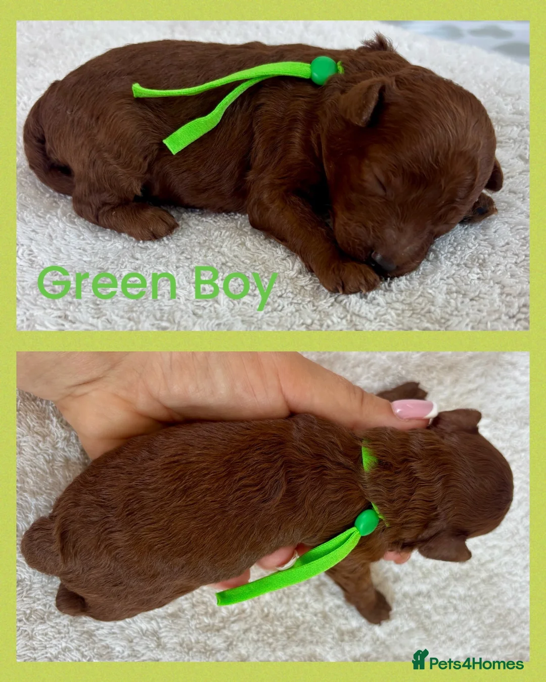 Toy Poodle dogs for sale: Last Tiny Toy×Asian Poodle Puppy Ready 21/09/26 - Advert 20