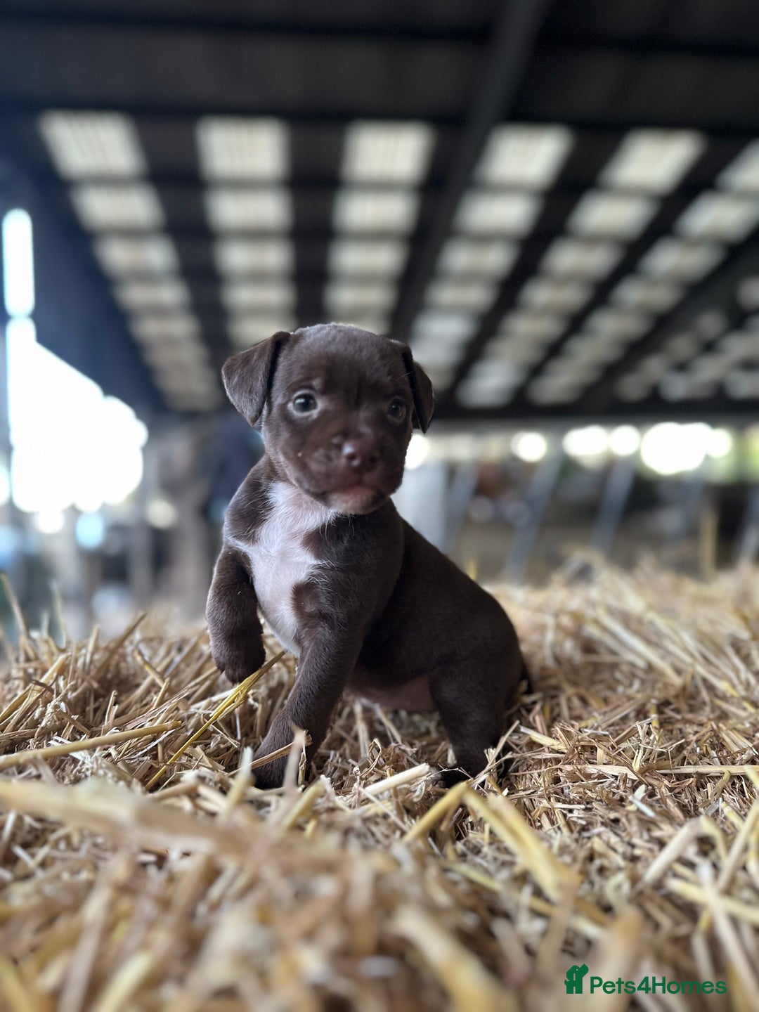 Patterdale Terrier dogs for sale: Patterdale terriers  - Image 1