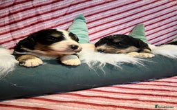 Bernedoodle dogs for sale: Tri Bernedoodle boys and girls  - Advert 6