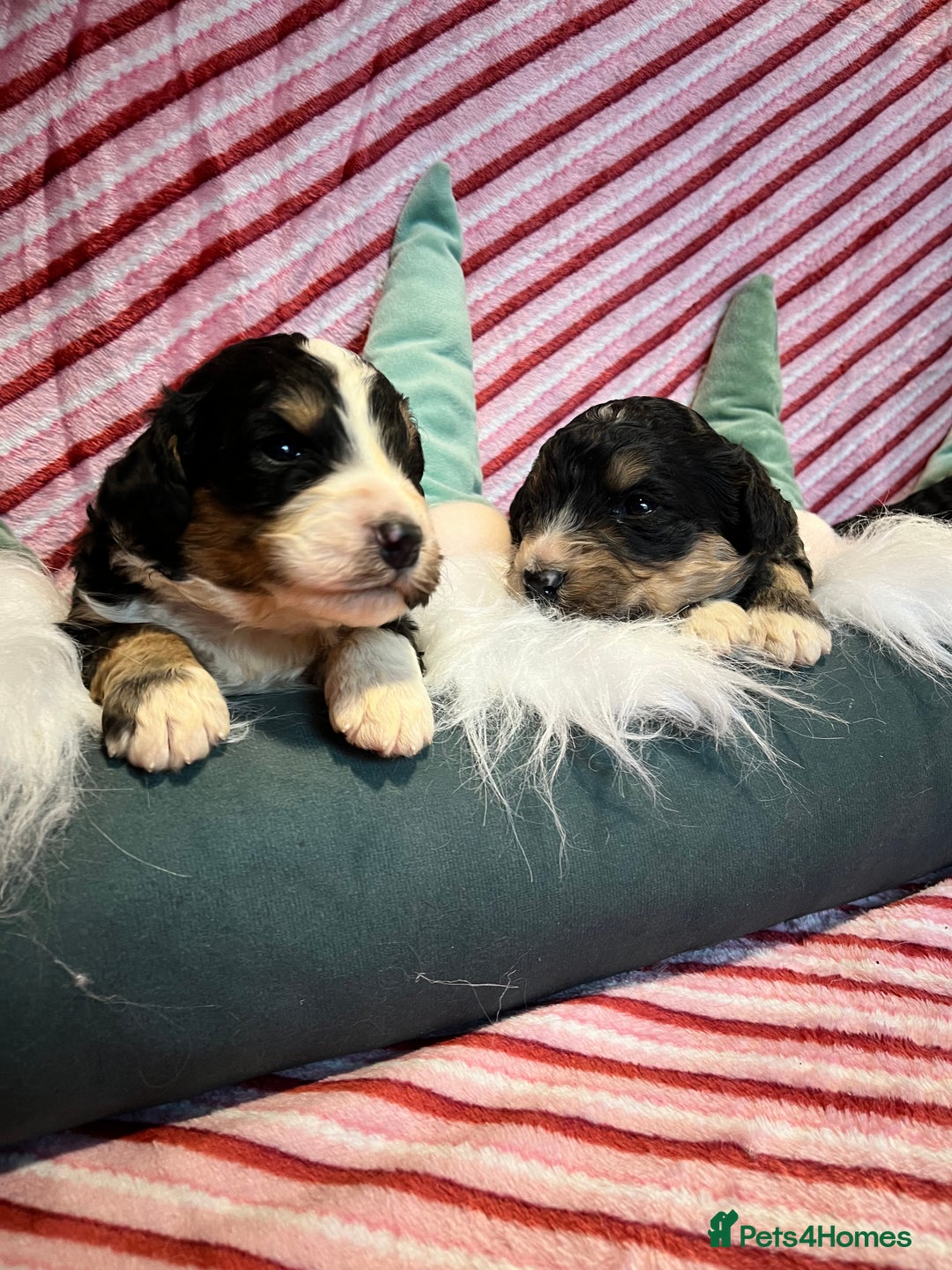 Bernedoodle dogs for sale: Tri Bernedoodle boys and girls  - Advert 6