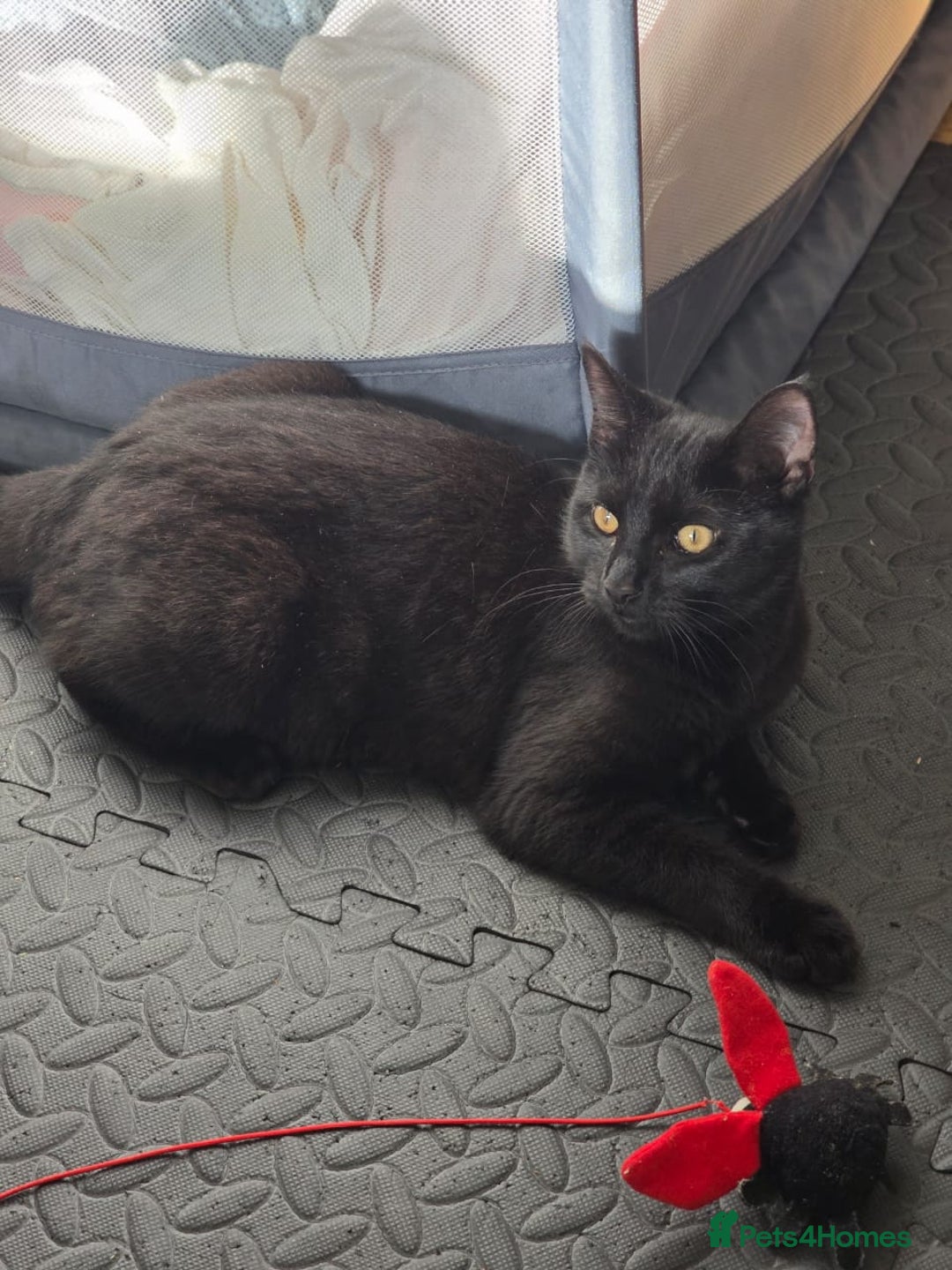 Domestic Shorthair cats for sale: Free neutered family friendly cat for a good home  - Image 2