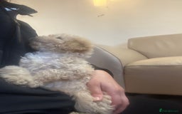 Cavapoo dogs for sale: Beautiful cavapoos  - Advert 13