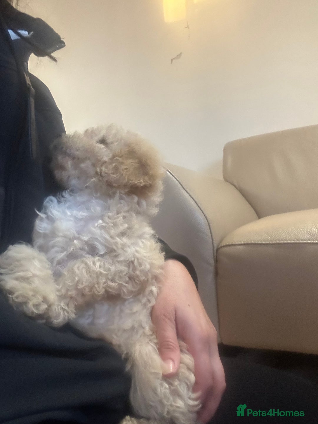 Cavapoo dogs for sale: Beautiful cavapoos  - Advert 13