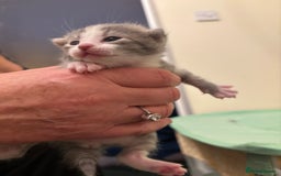 Mixed Breed cats for sale: Devon Rex x Bengal cross kittens  - Advert 12