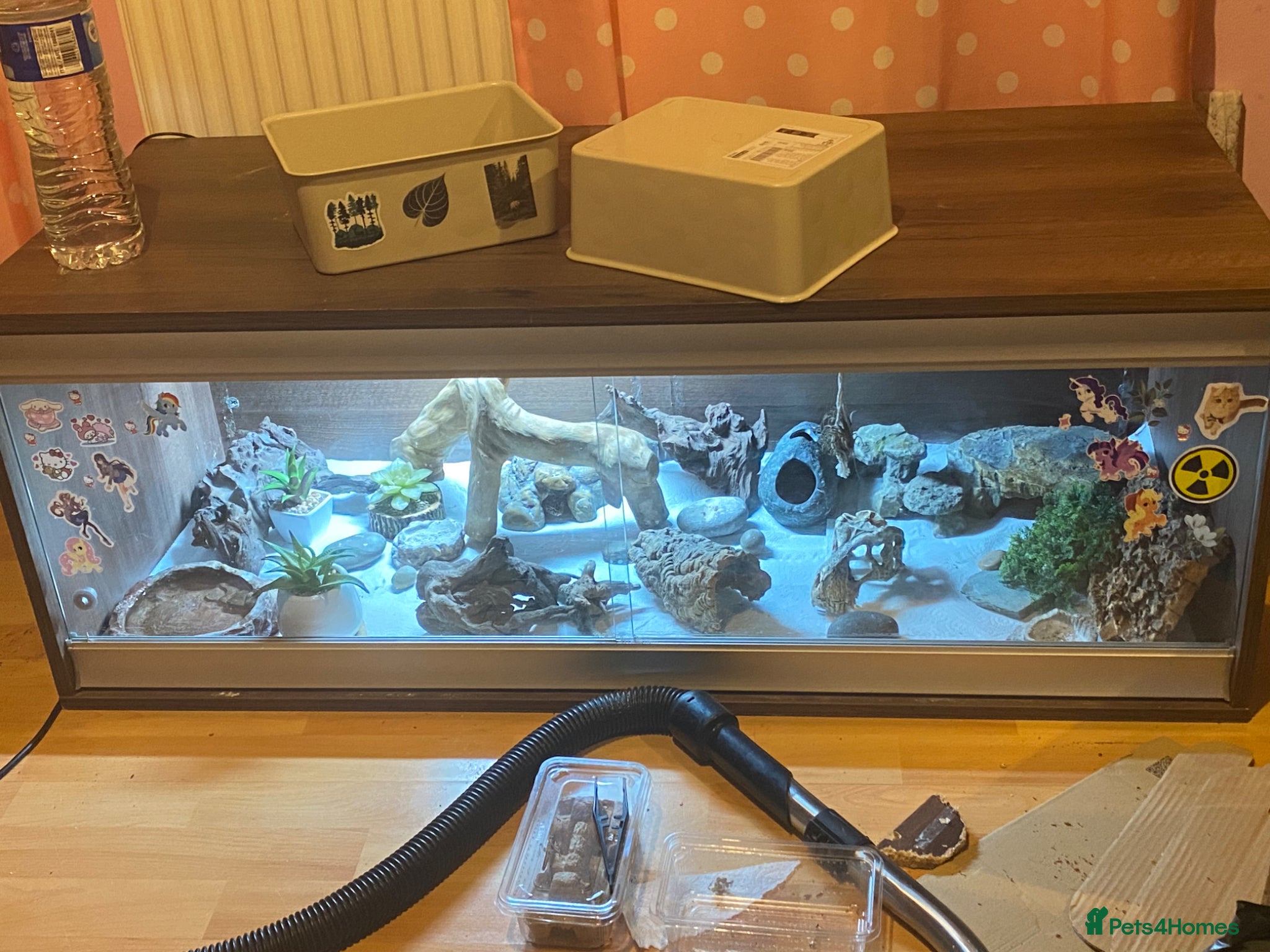 Leopard Gecko reptiles Leopard gecko - Advert 4