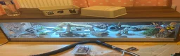 Leopard Gecko reptiles for sale: Leopard gecko - Advert 1