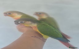 Conures birds for sale: Handreared  - Image 10