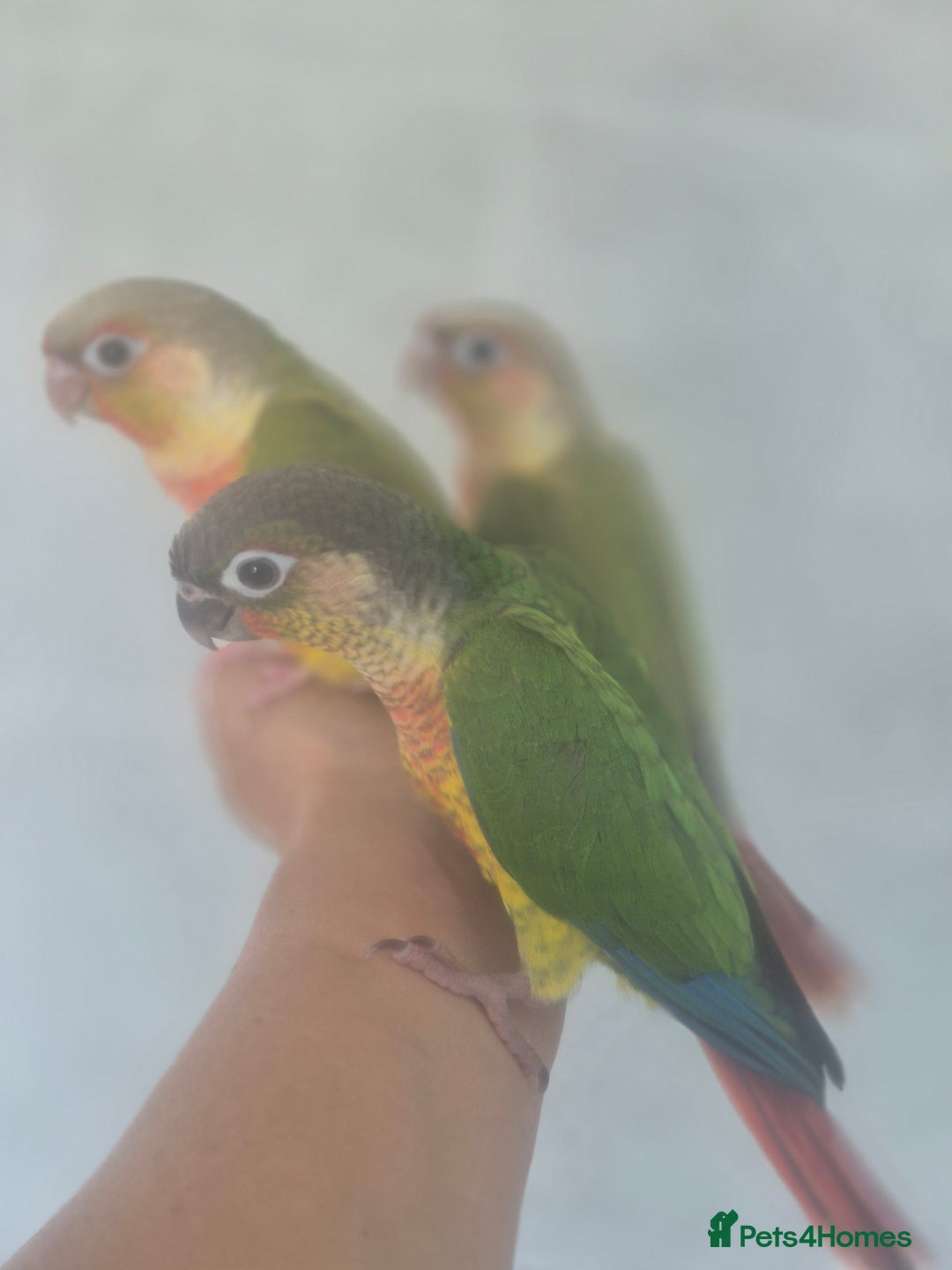 Conures birds for sale: Handreared  - Image 10