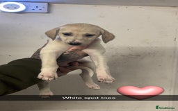 Saluki dogs for sale: Saluki/ LURCHER pups - Image 11