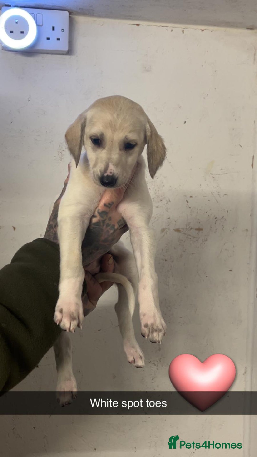 Saluki dogs for sale: Saluki/ LURCHER pups - Image 11