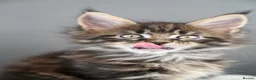 Maine Coon cats for sale: Black Smoke undercoat kittens  - Advert 14